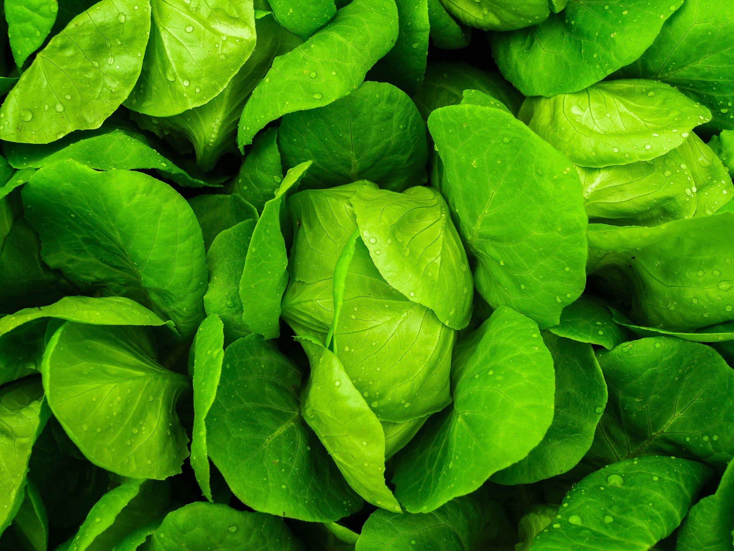 close-up-photo-of-green-leafed-plants-1213859-scaled